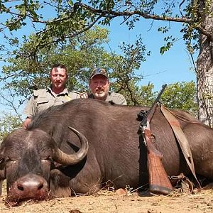 Hunt Cape Buffalo Cow in South Africa