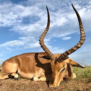 Hunt Impala in South Africa