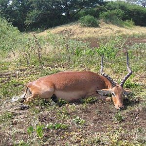 Hunting Impala in South Africa