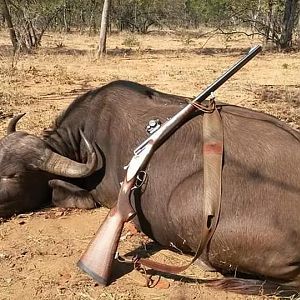 South Africa Hunt Cape Buffalo Cow