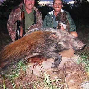 South Africa Hunting Bushpig