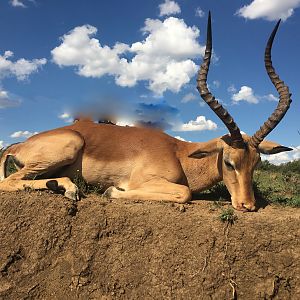 Impala Hunt South Africa