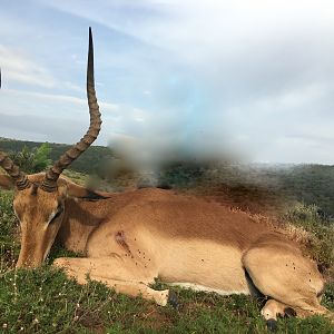 Hunting Impala South Africa