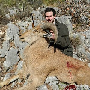 Barbary Sheep Hunt in Spain