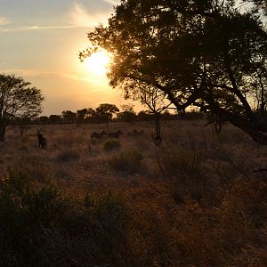 Limpopo Area South Africa