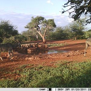 Trail Cam Pictures of Kudu in South Africa