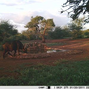 Cape Buffalo Trail Cam Pictures South Africa