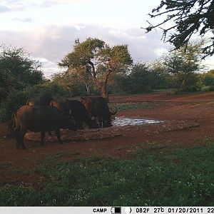 South Africa Trail Cam Pictures Cape Buffalo