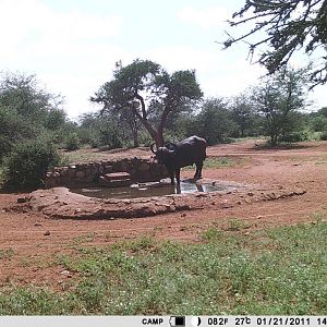 South Africa Trail Cam Pictures Cape Buffalo