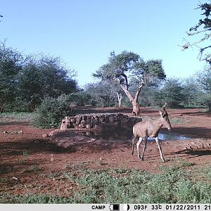 South Africa Trail Cam Pictures Red Hartebeest