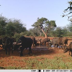 Cape Buffalo Trail Cam Pictures South Africa