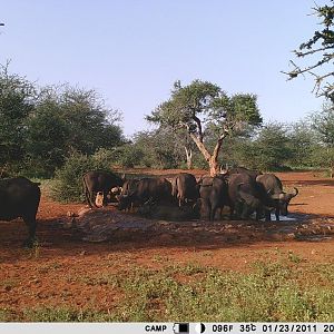 South Africa Trail Cam Pictures Cape Buffalo