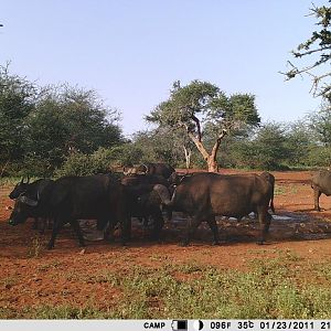 Trail Cam Pictures of Cape Buffalo in South Africa