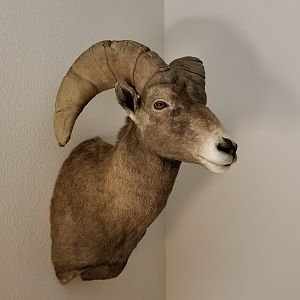 Desert Bighorn Sheep Shoulder Mount Taxidermy