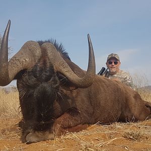 Black Wildebeest Hunt South Africa