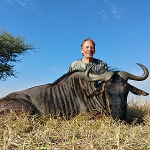 Blue Wildebeest Hunting  South Africa