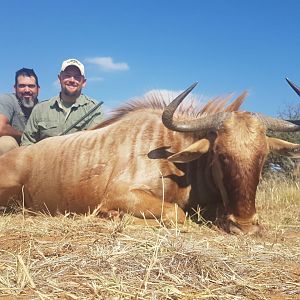 Golden Wildebeest Hunting South Africa