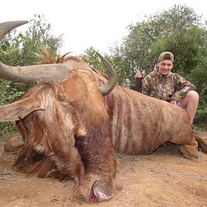 Hunt Golden Wildebeest in South Africa