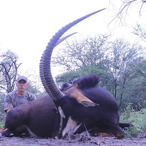 South Africa Hunting Sable Antelope