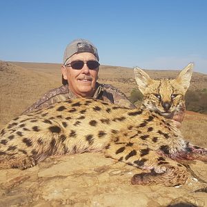 South Africa Hunting Serval Cat