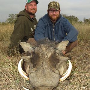 Hunting Warthog in South Africa