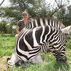 South Africa Hunt Burchell's Plain Zebra