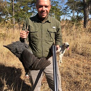 Zambia Hunting Guineafowl