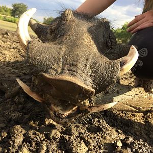 Hunting Warthog in Namibia