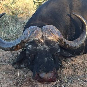 Namibia Hunt Cape Buffalo