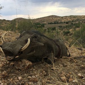 Namibia Hunt Warthog