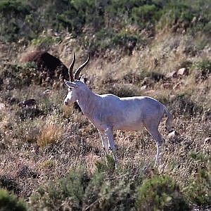 Karoo Concession Promo Video with LJ Safaris