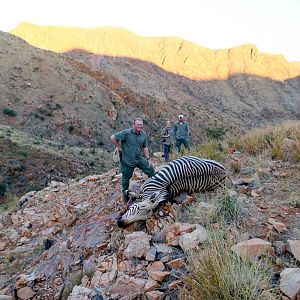 Namibia Hunting Hartmann's Mountain Zebra