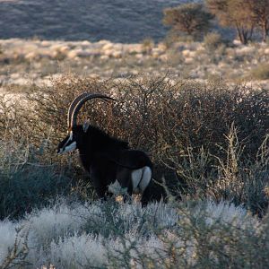 Sable Antelope Namibia