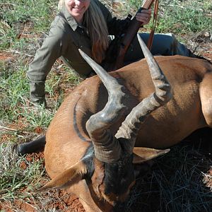 Red Hartebeest Hunting Namibia