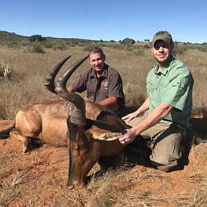 Red Hartebeest Hunt Namibia