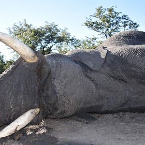 Namibia Hunt Elephant