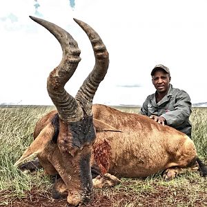 Red Hartebeest Hunting South Africa