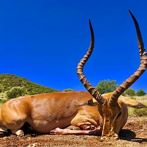 Hunt Impala in South Africa