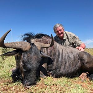 South Africa Hunting Blue Wildebeest