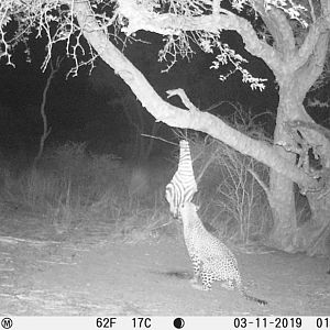 Trail Cam Pictures of Leopard in South Africa