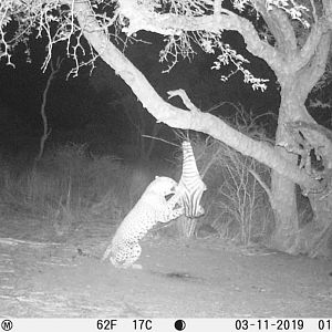 Leopard Trail Cam Pictures South Africa