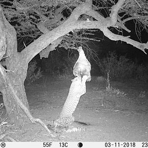 South Africa Trail Cam Pictures Leopard