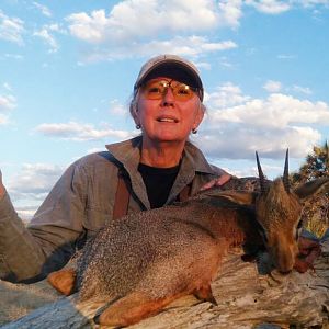 Hunt Damara Dik Dik in Namibia