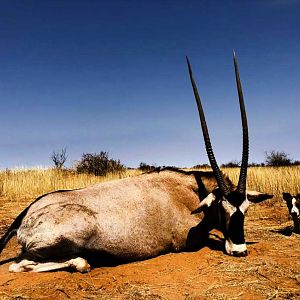 Hunt Gemsbok in Namibia