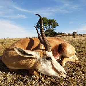 Hunt Springbok in South Africa