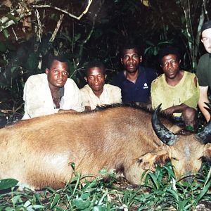 Cameroon Hunting Dwarf Forest Buffalo