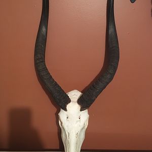 Nyala European Skull Mount Taxidermy