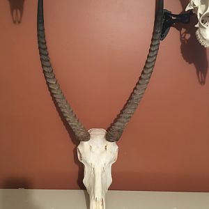 Waterbuck European Skull Mount Taxidermy