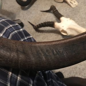 Kudu Horn showing the ink