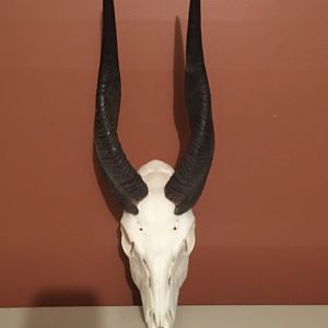 Bushbuck European Skull Mount Taxidermy